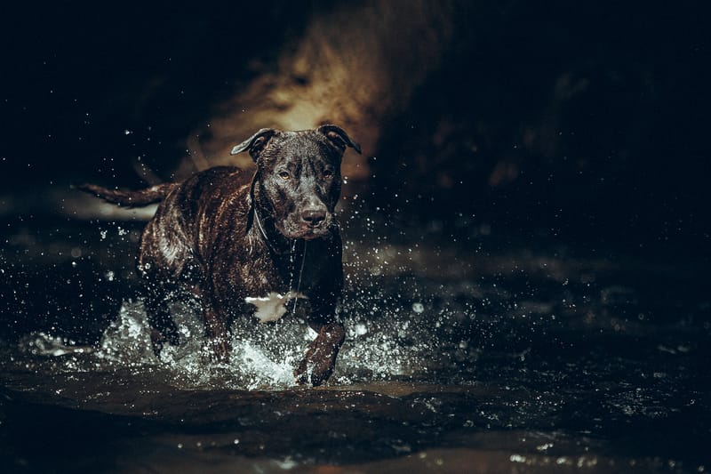 Hunde in Action