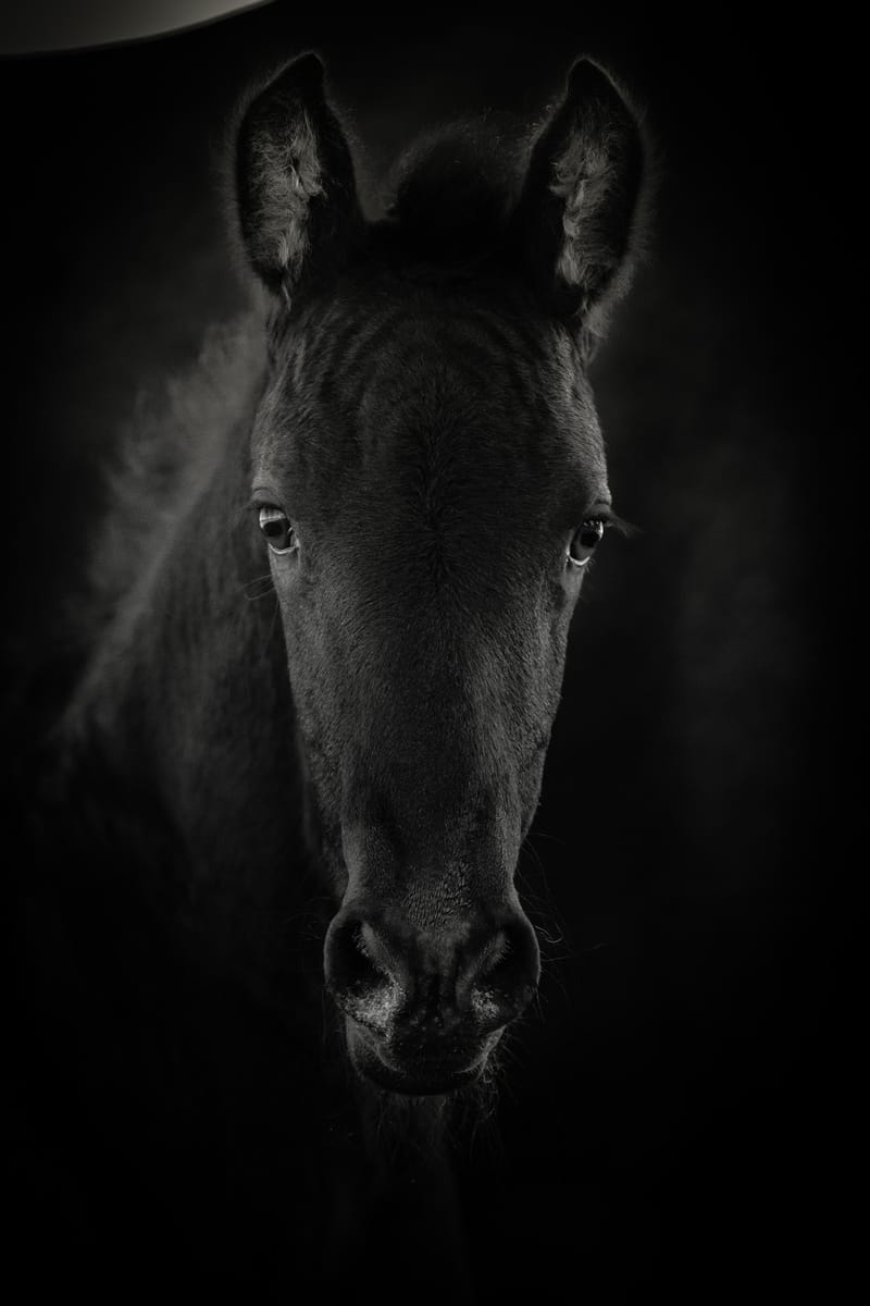 Pferdeportraits – die Seele deines Pferdes in Bildern