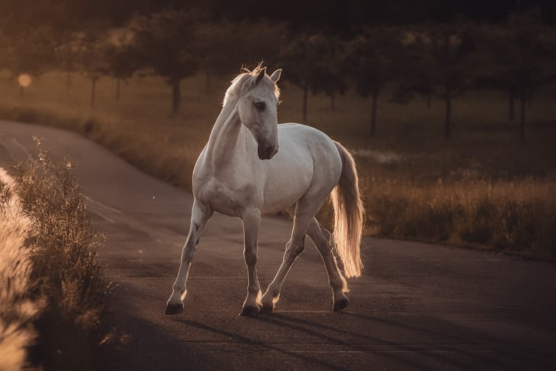 Pferdeportraits – die Seele deines Pferdes in Bildern