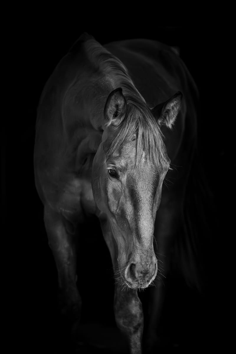 Pferdeportraits – die Seele deines Pferdes in Bildern