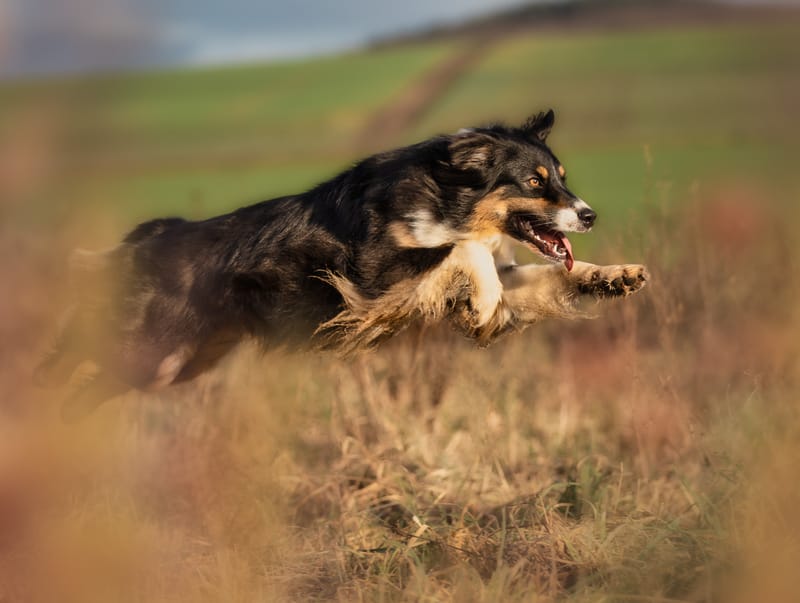 Hunde in Action