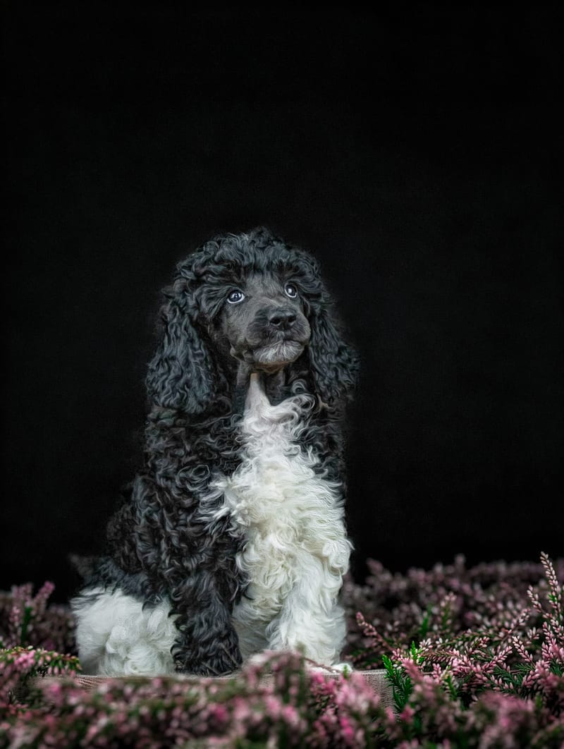 Welpen