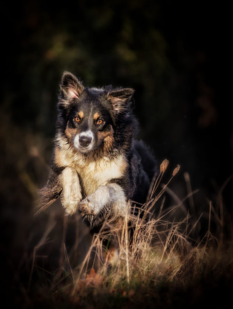Hunde in Action