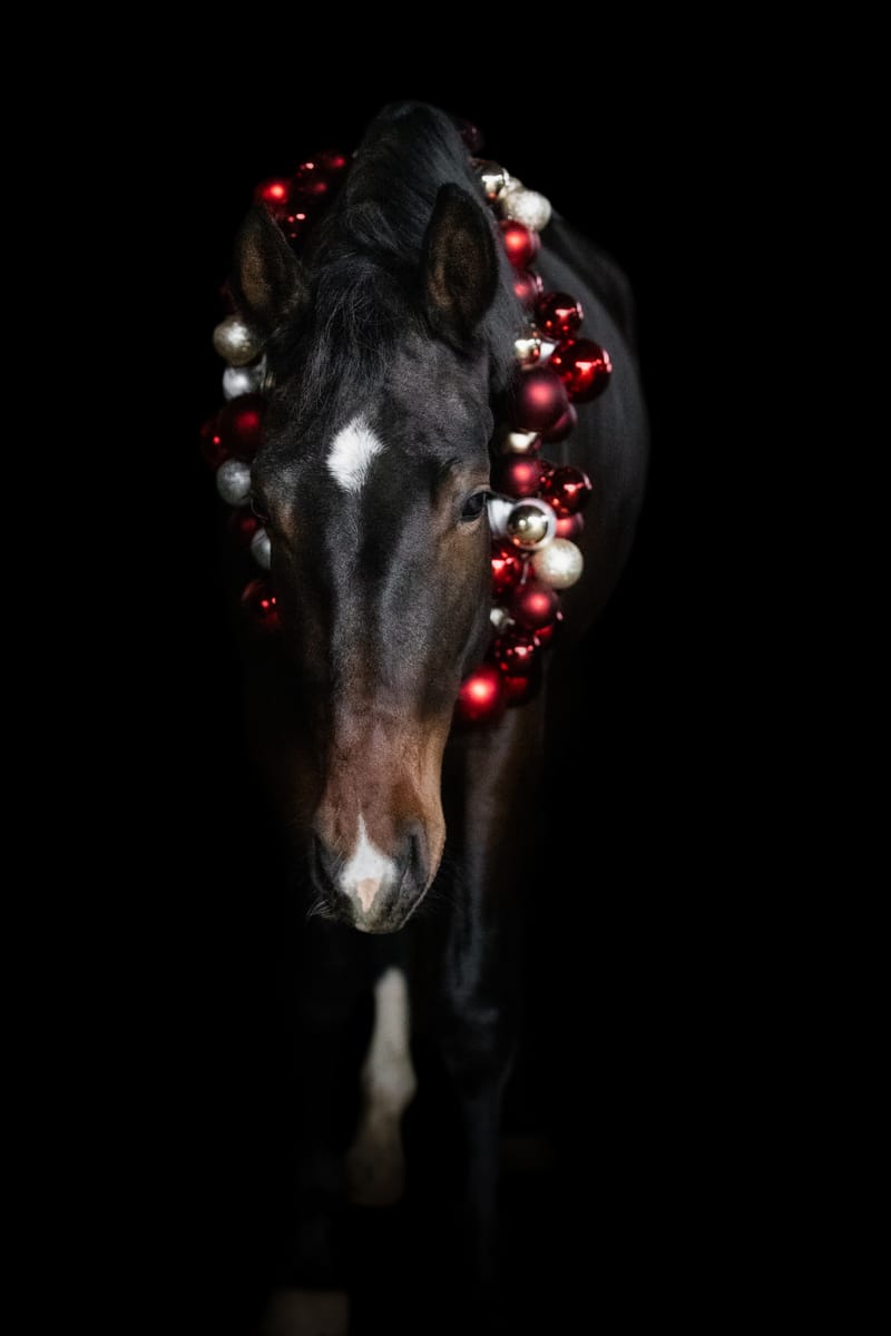 Weihnachtsshooting mit Pferd – zauberhafte Erinnerungen in der stillsten Zeit des Jahres