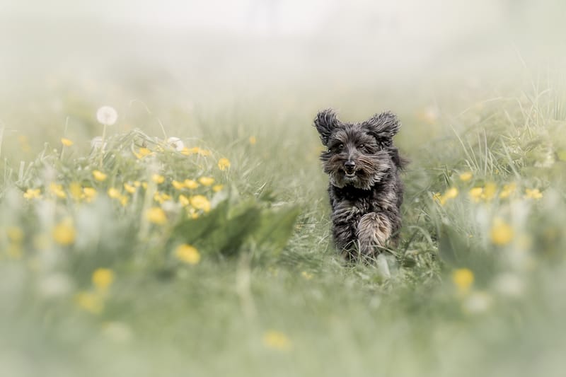 Hunde in Action