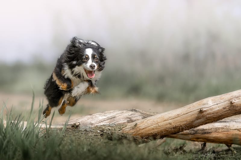 Hunde in Action