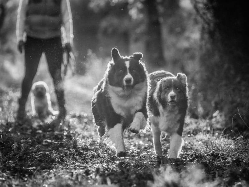 Hunde in Action