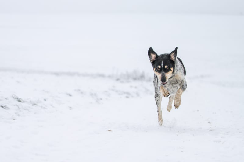 Hunde in Action