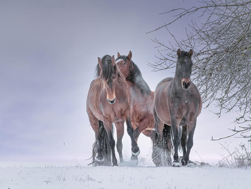 Pferdeportraits – die Seele deines Pferdes in Bildern