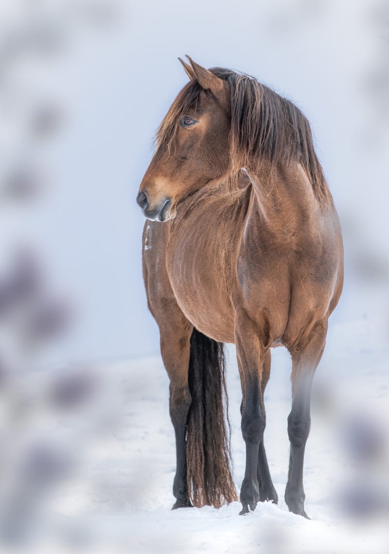 Pferdeportraits – die Seele deines Pferdes in Bildern