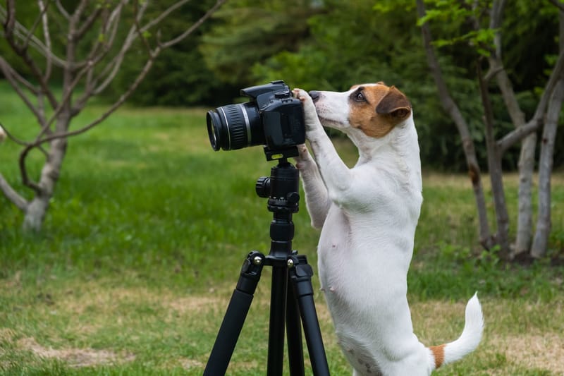 Fotografie-Anfängerkurs 17.05.2026