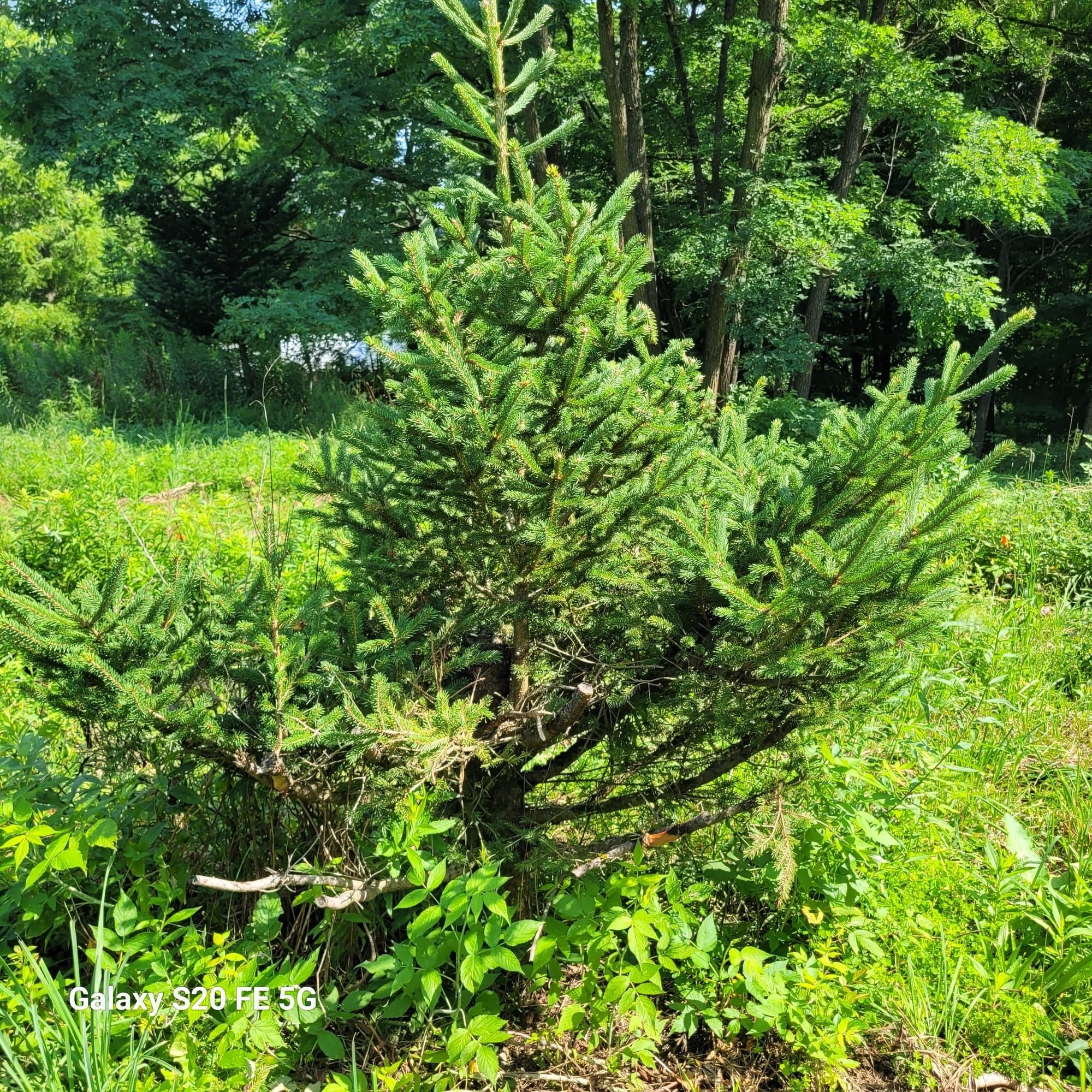 Perfect Pollard Tree