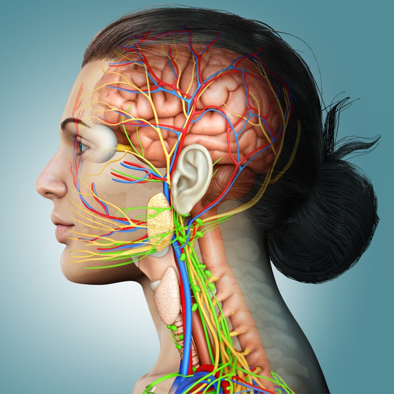 Parasympathikus Stimulation