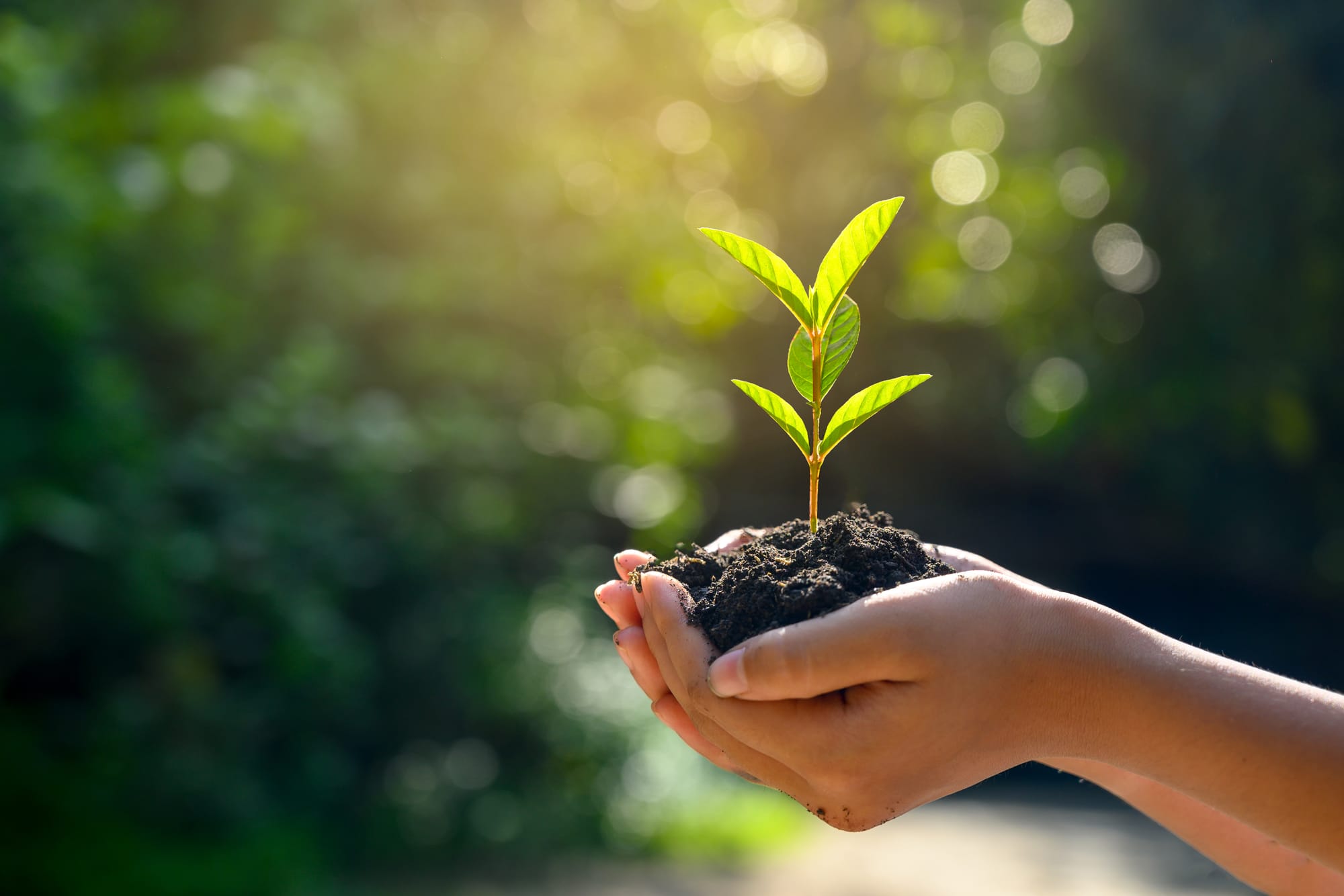 THE BEAUTY AND THE CHALLENGE OF BEING A HIGHLY SENSITIVE PERSON