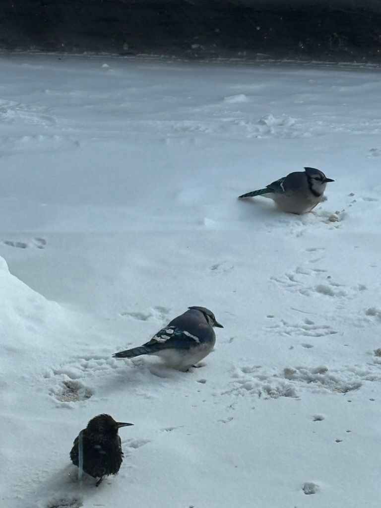 S.O.S - Share Our Skills