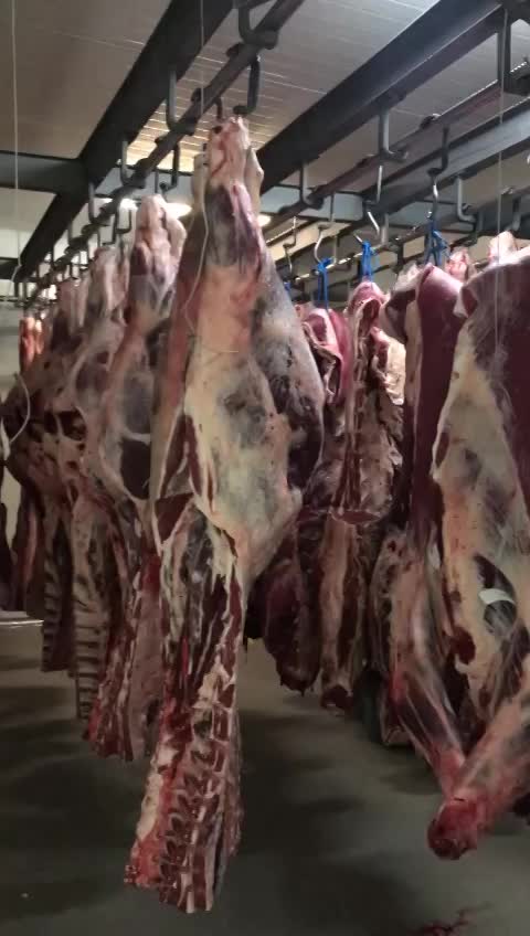 beef carcasses video thumbnail