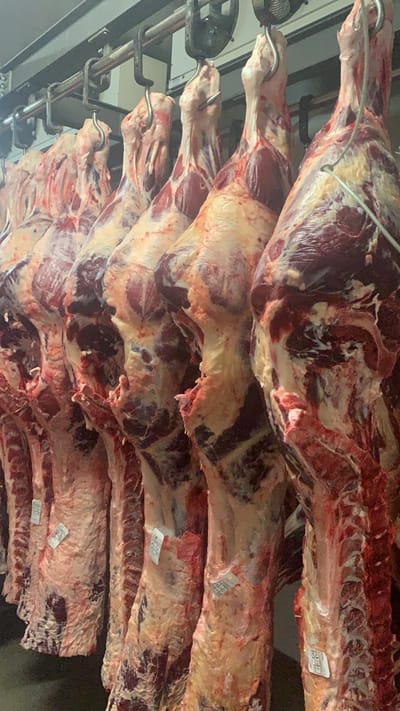 beef carcasses image
