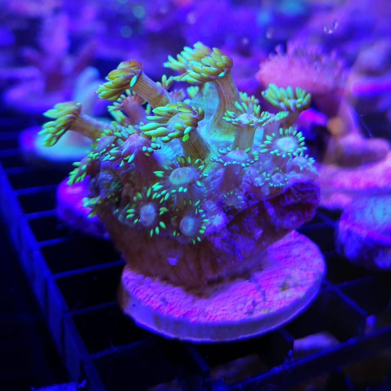 The Most Representative Coral Ecotox Test