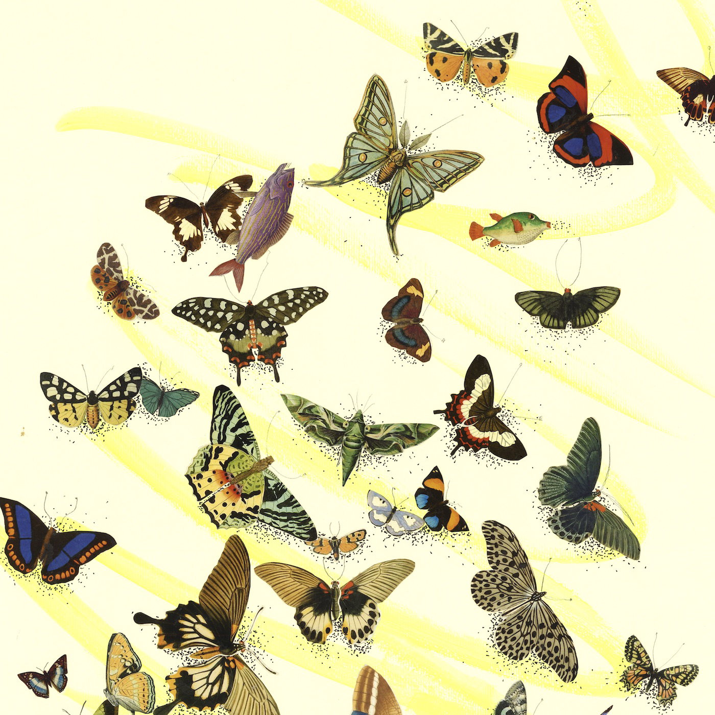 Butterflies flight