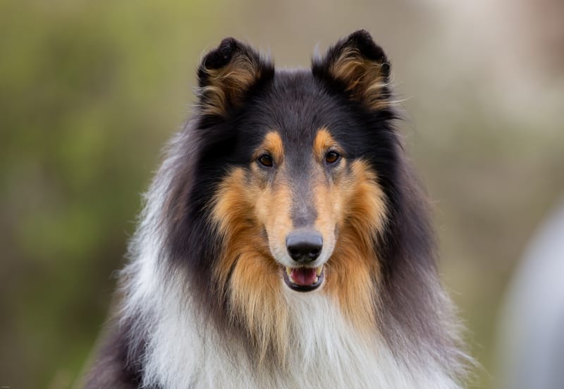 "MONTY"