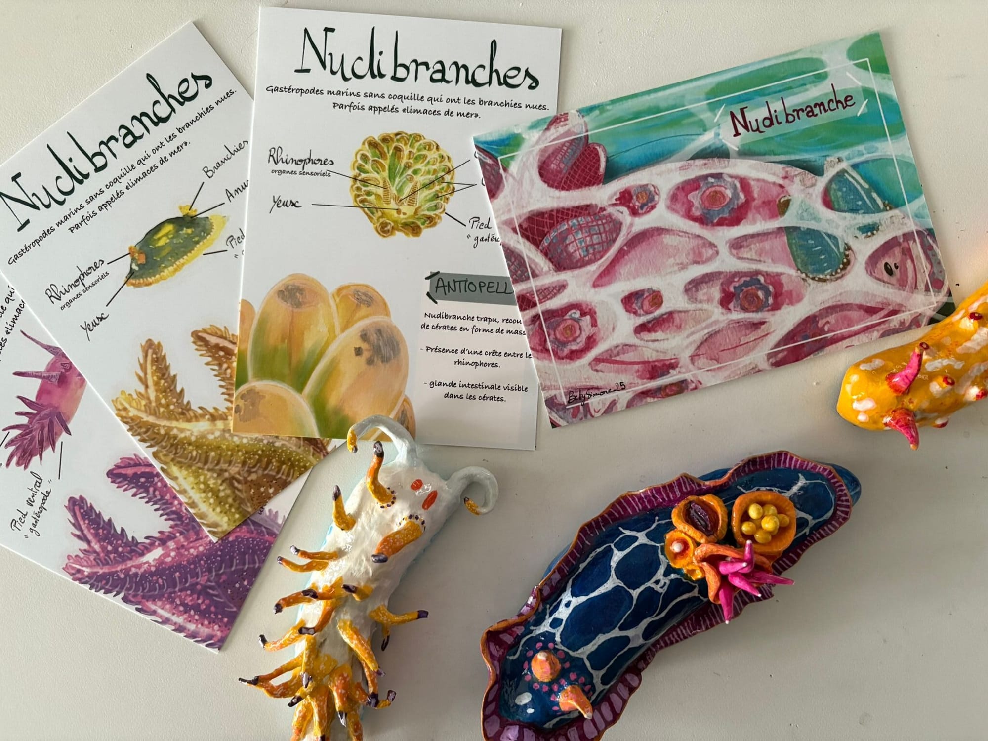 Nudibranches et fiches naturaliste