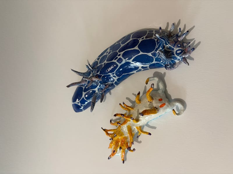 Installation mur nudibranche