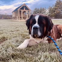 In partnership with Pawliday Inn Pet Resort LLC