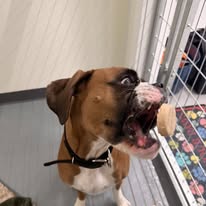 In partnership with Pawliday Inn Pet Resort LLC