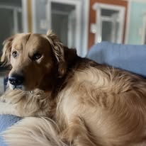 In partnership with Pawliday Inn Pet Resort LLC