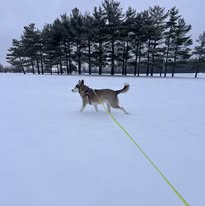 In partnership with Pawliday Inn Pet Resort LLC