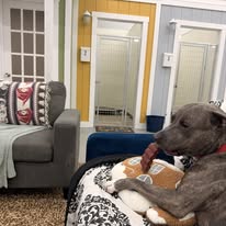 In partnership with Pawliday Inn Pet Resort LLC