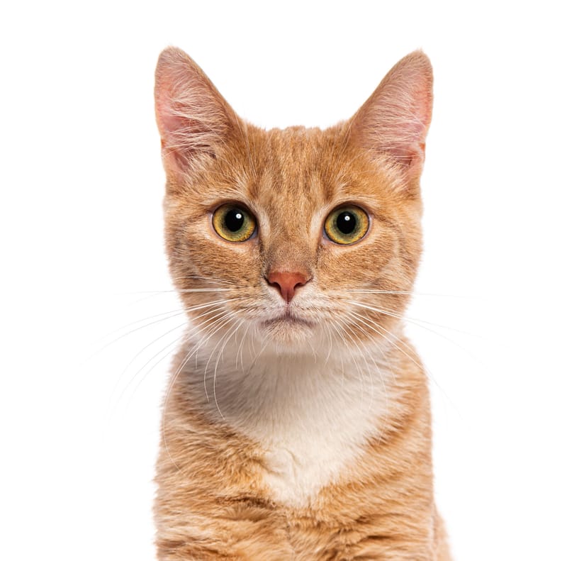 Small Pet House Visits