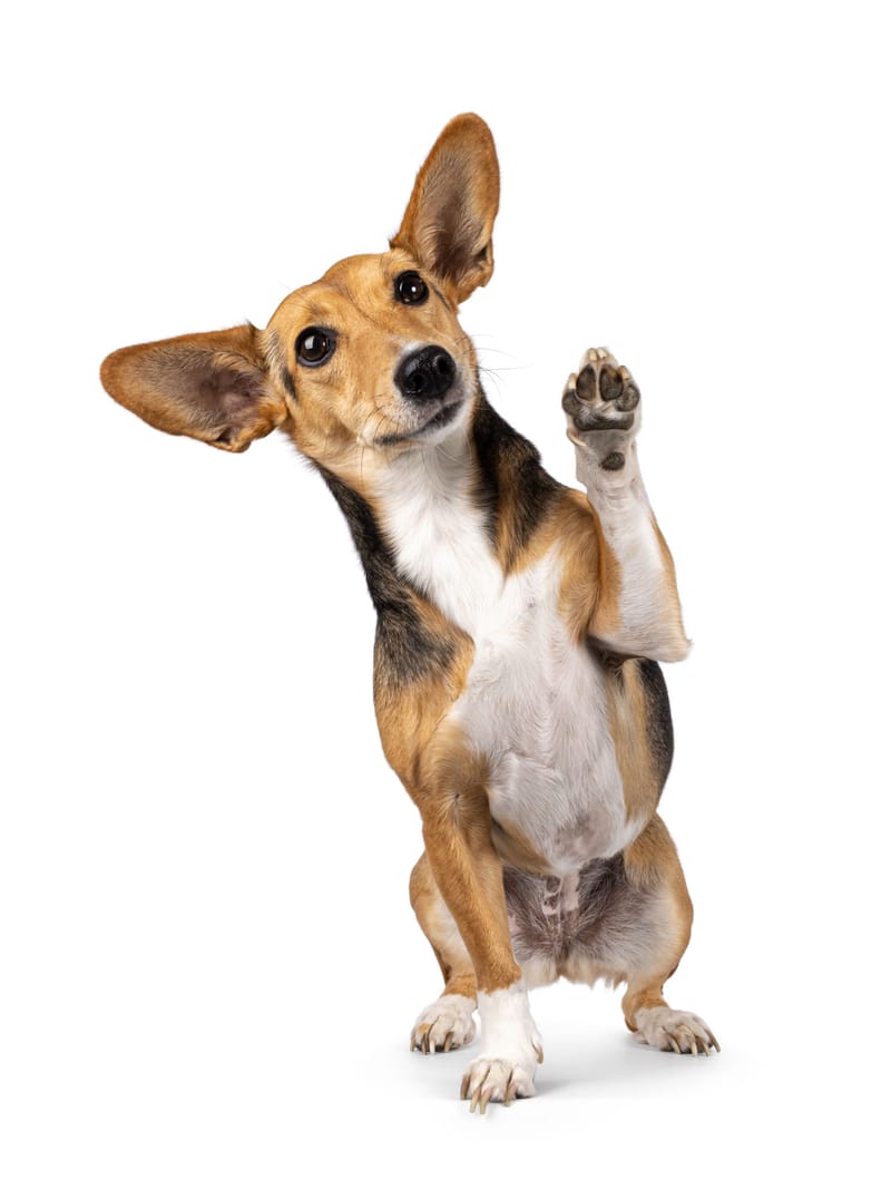 Large Pet House Visits