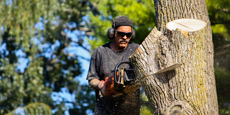 Essential Steps for Efficient Tree Removal in Sacramento