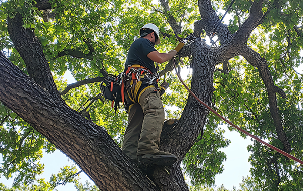 How to Choose the Best Tree Company in Sacramento