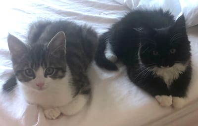 That sinking feeling, reading, writing, talking - and cats