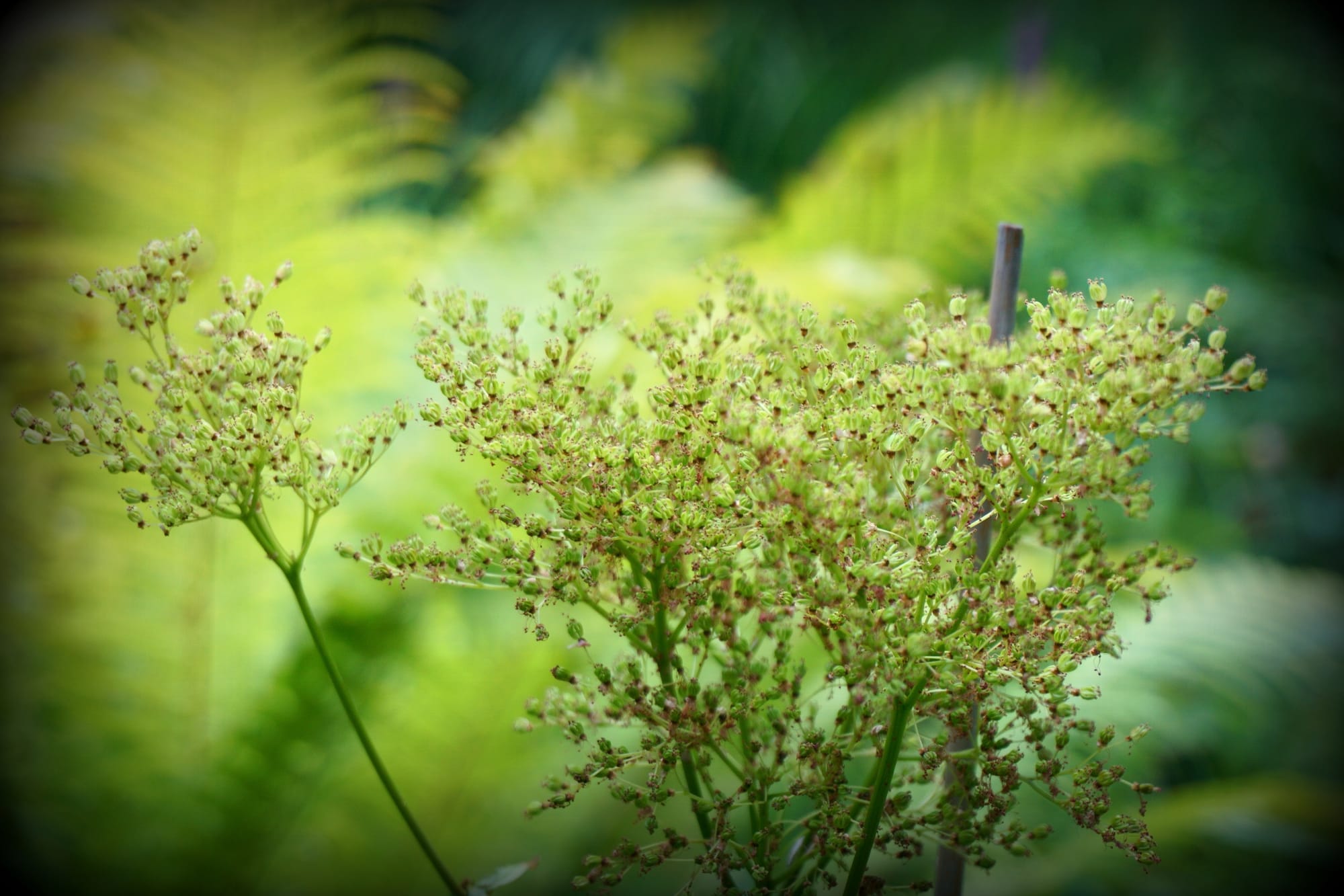 Filipendula rubra 'Venusta' (Magas legyezőfű)