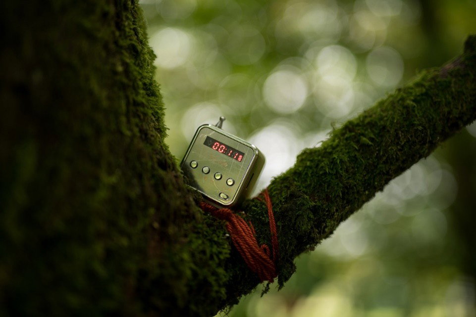 Forest Memories (2021)