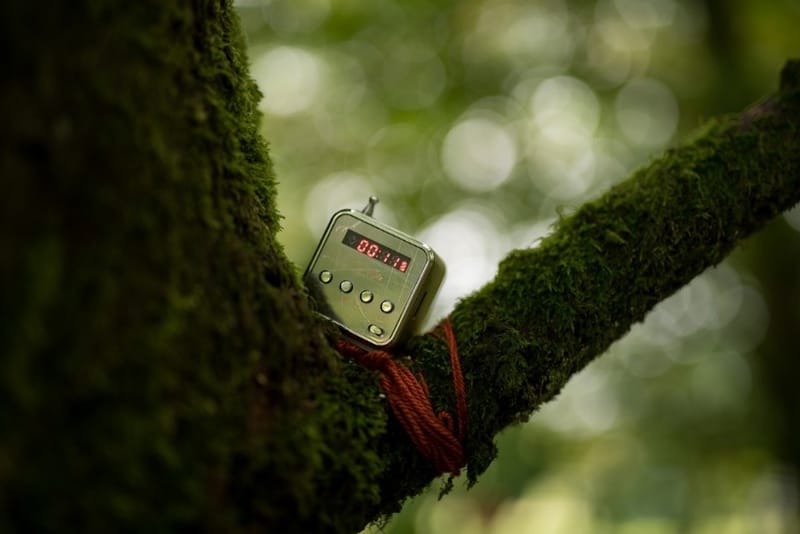 Forest Memories (2021)
