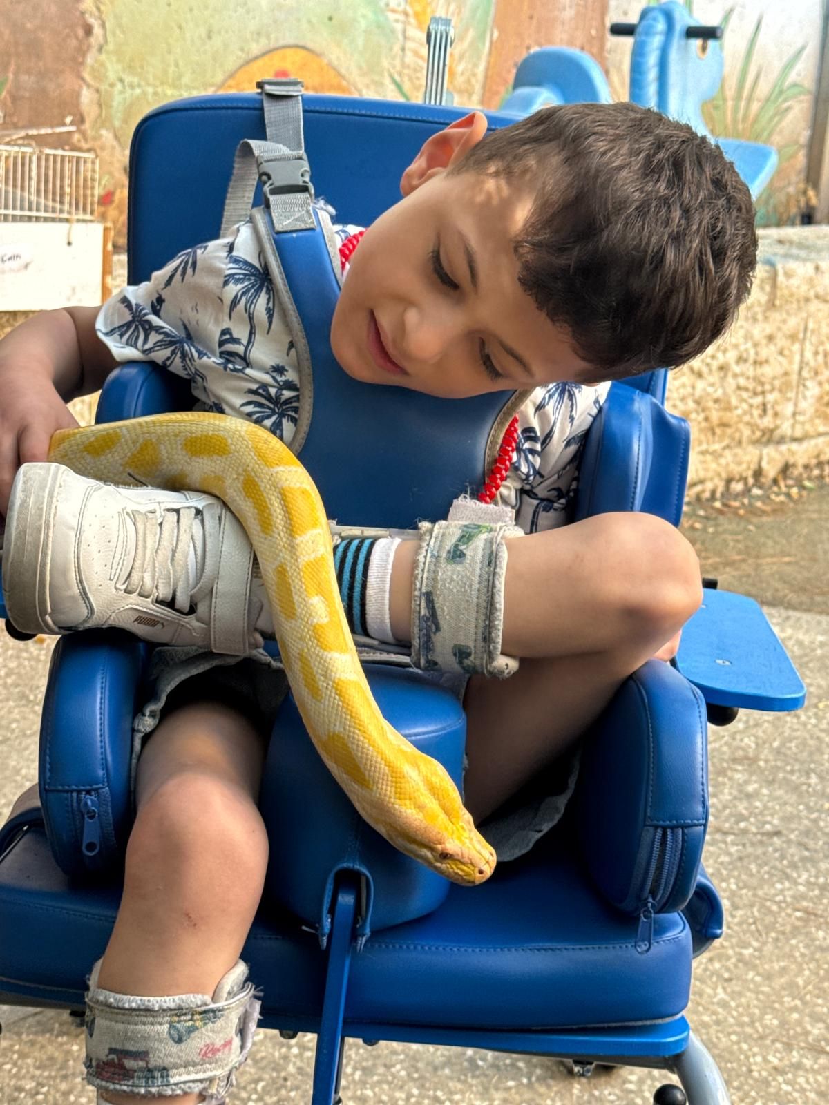 ממלכת החיות של אלי