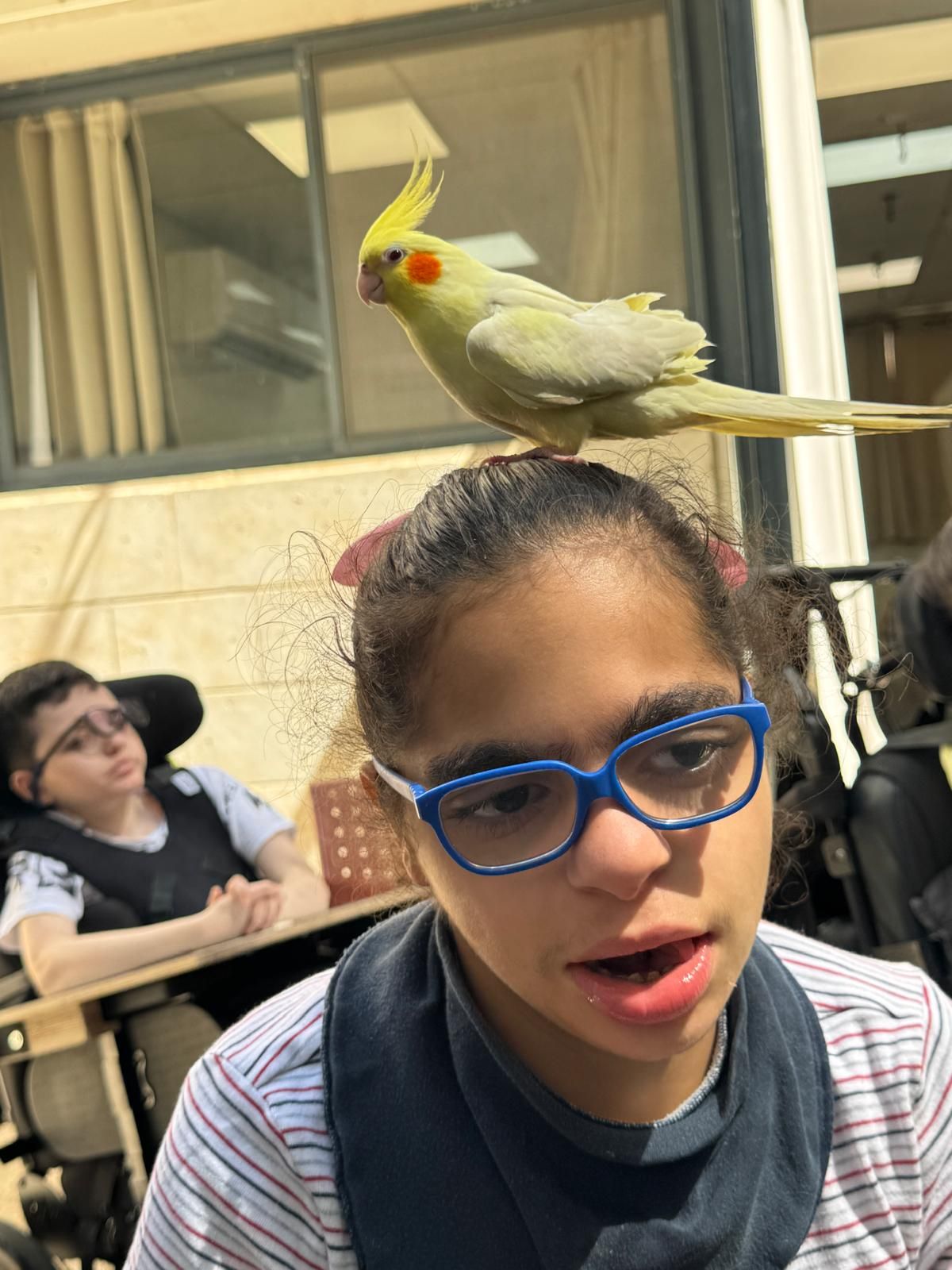 ממלכת החיות של אלי