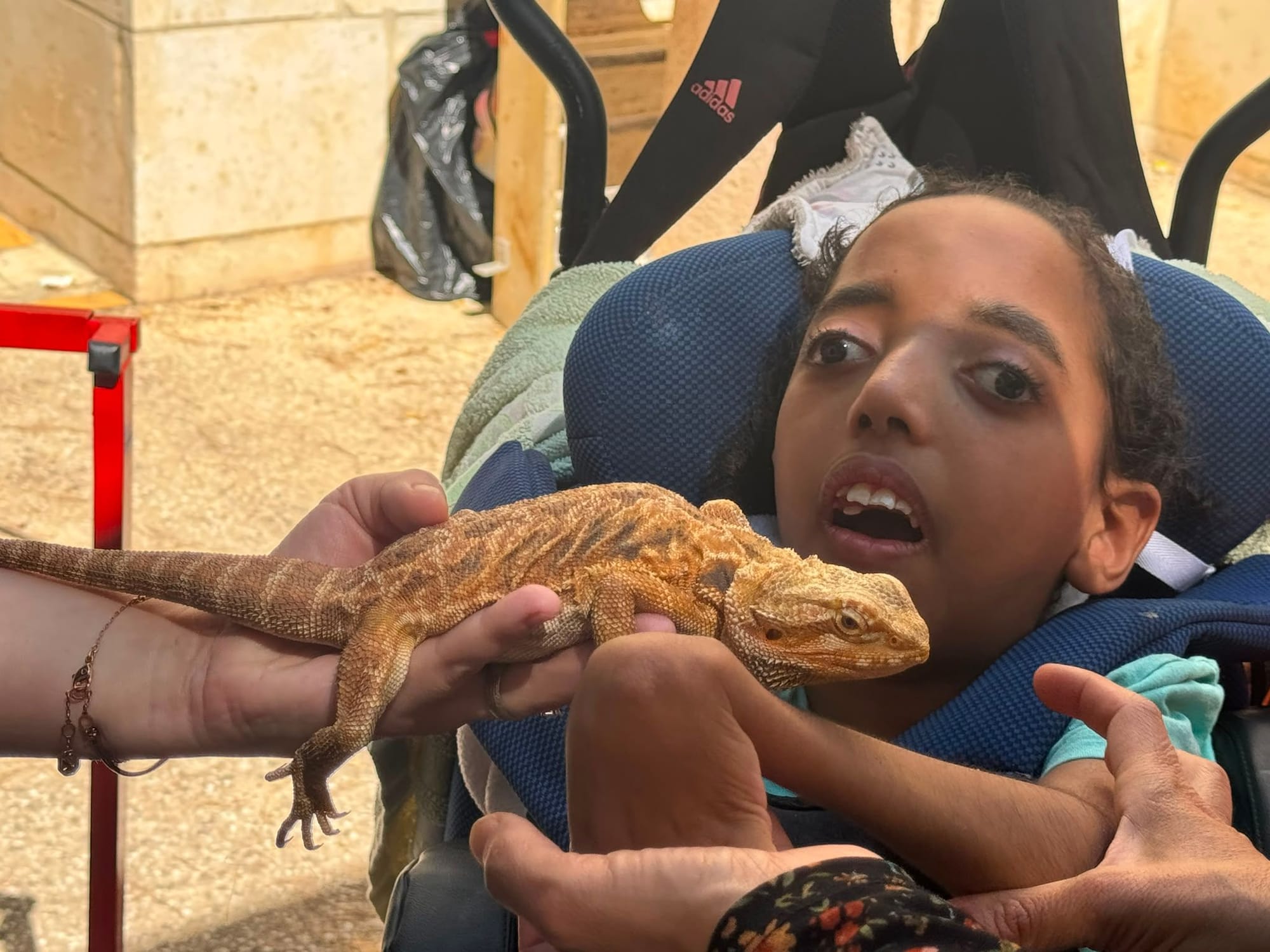 מופע החיות של שלמה