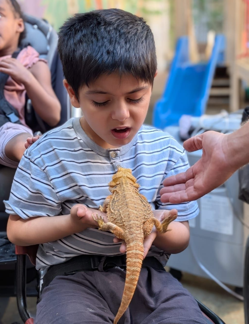 מופע החיות של שלמה