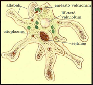 IS CHEMICAL EVOLUTION POSSIBLE?