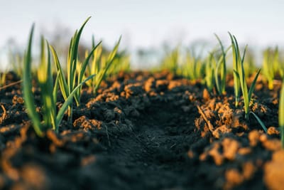 PRODOTTI DIVERSI COLTIVATI SULL'ISOLA ( d'ascia)