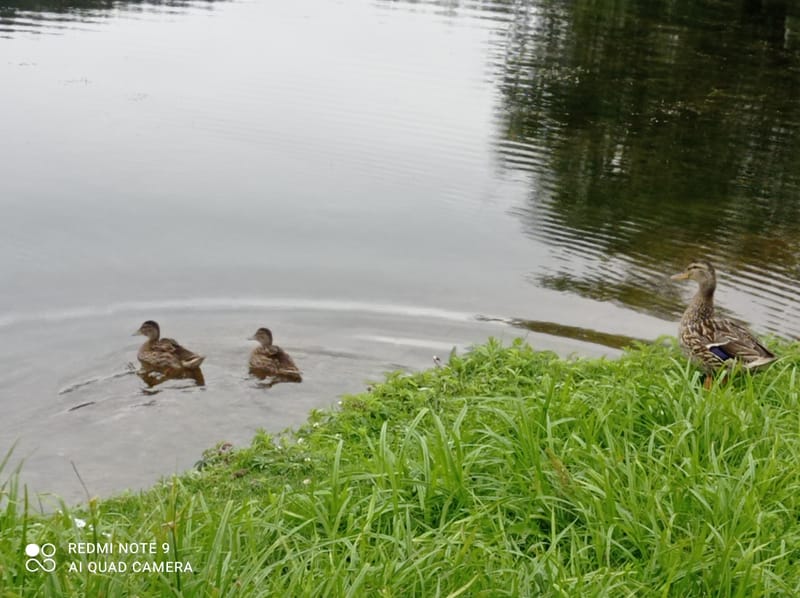 חינוך לעצמאות