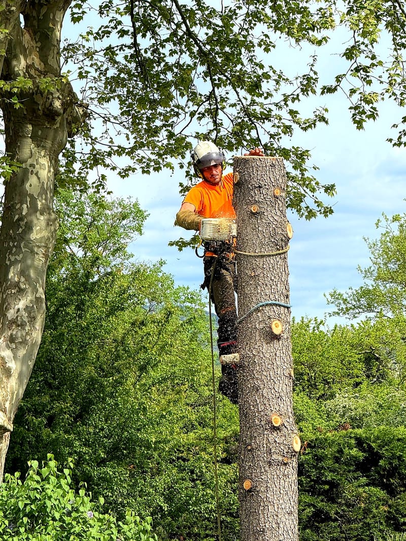 Abattage et Démontage sécurisé