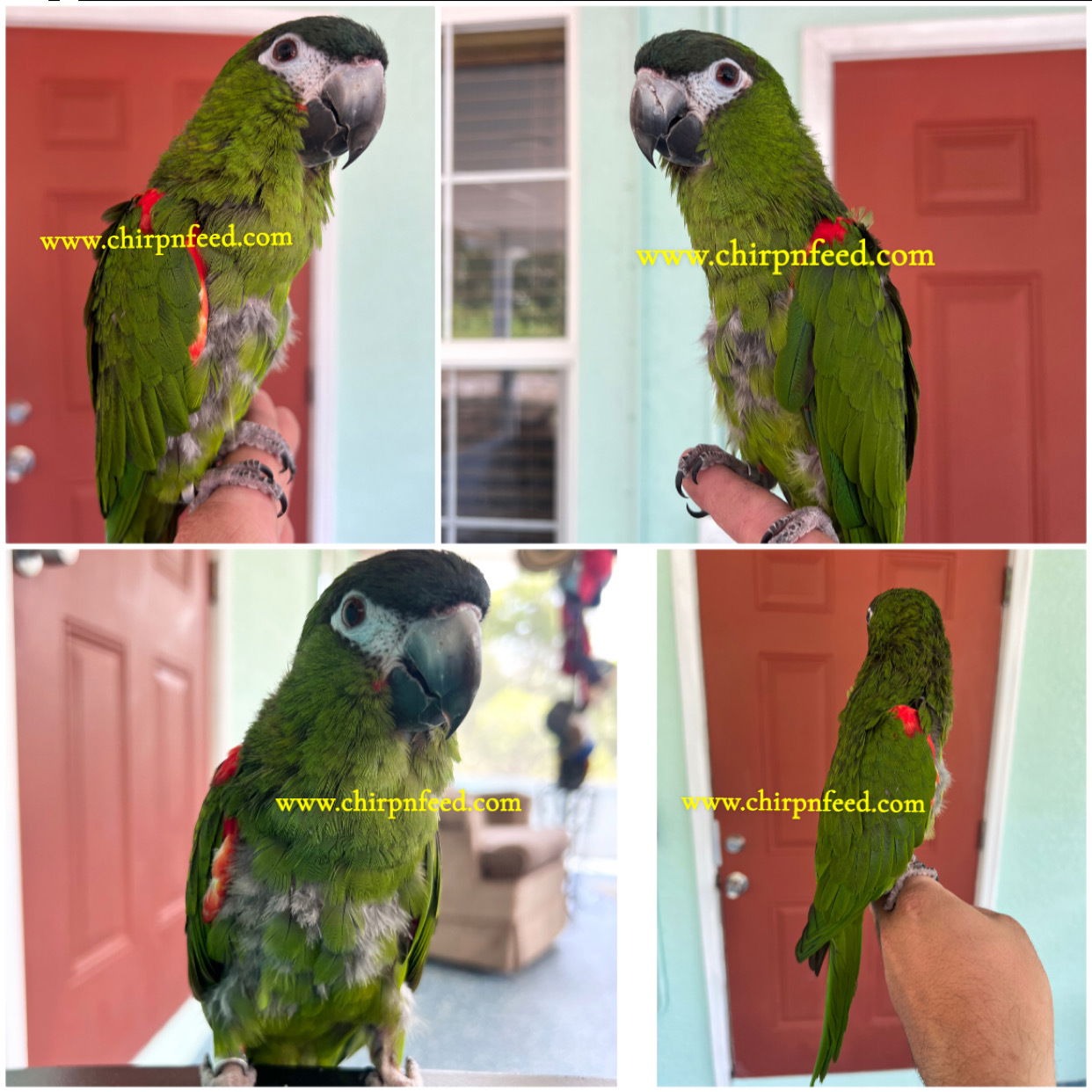 Adult Hahns Macaw