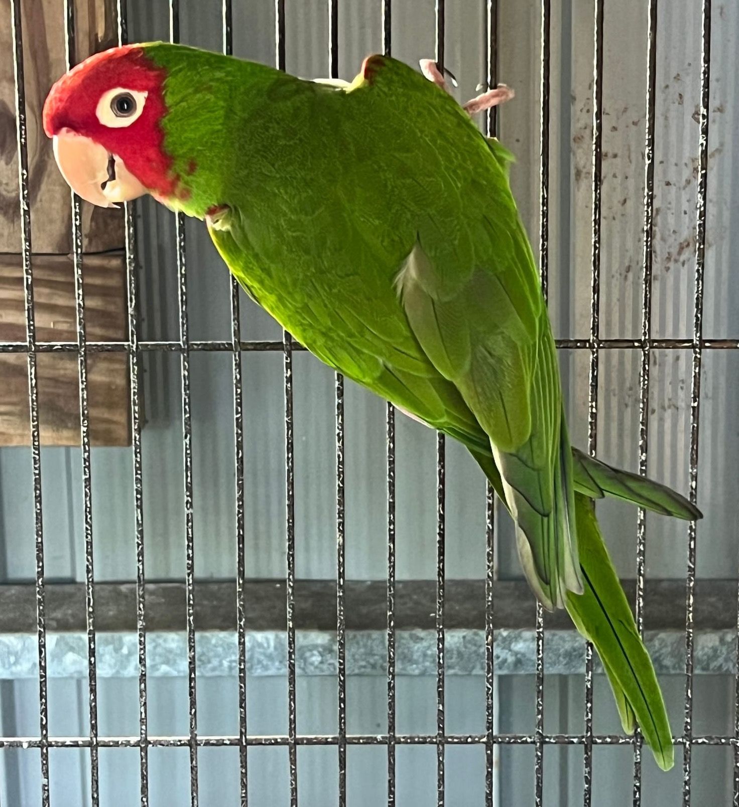 Adult Cherry Head Conure Parrot