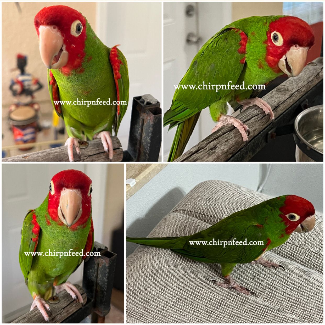 Adult Cherry Head Conure Parrot